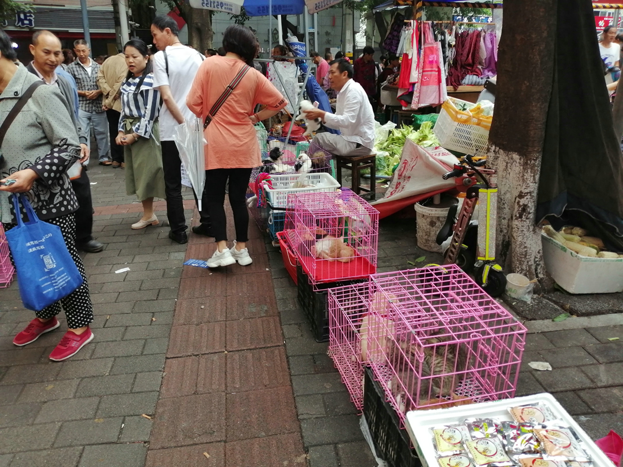 重庆狗市场在哪里（最大的宠物市场指南）