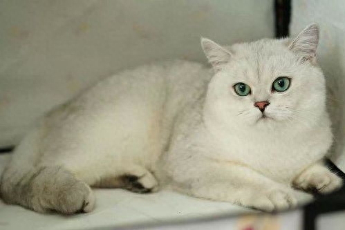 三个月的幼崽英短蓝白猫多少钱一只（新手养宠物必看）
